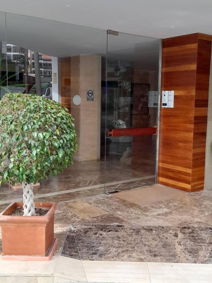 Palm *